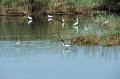 30.9.2012 Saline di Priolo (278)